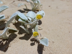 Arctotheca populifolia