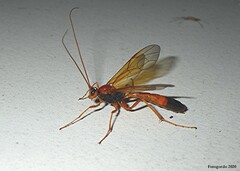 Opheltes glaucopterus barberi