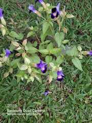 Torenia fournieri