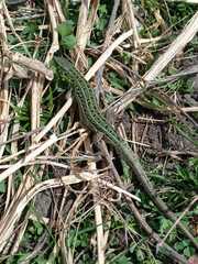 Lacerta agilis exigua