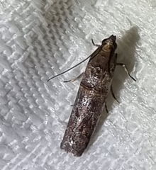 Conobathra hemichlaena