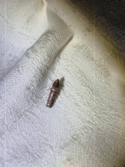 Conobathra hemichlaena