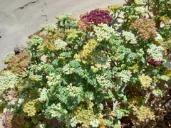 Dasispermum suffruticosum