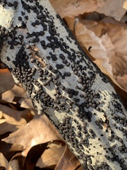 Hypoxylaceae