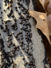 Hypoxylaceae