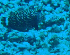 Novaculichthys taeniourus