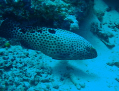 Epinephelus howlandi