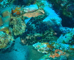 Epinephelus howlandi