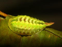 Packardia elegans