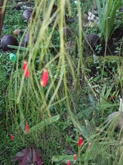 Russelia equisetiformis