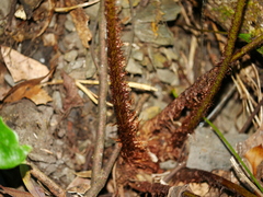 Dryopteris pseudolunanensis