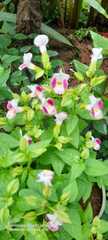 Torenia fournieri
