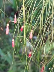 Russelia equisetiformis