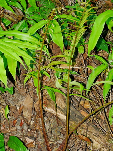 Dryopteris pseudolunanensis, photograph 1