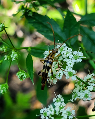 Strangalia luteicornis