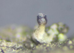 Allocalicium adaequatum