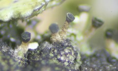 Allocalicium adaequatum