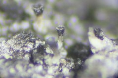 Allocalicium adaequatum