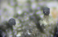 Allocalicium adaequatum