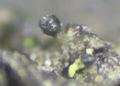 Allocalicium adaequatum