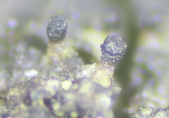 Allocalicium adaequatum