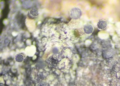 Allocalicium adaequatum