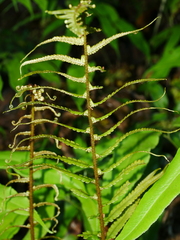 Dryopteris pseudolunanensis, photograph (c) Jacy Chen, some rights reserved (CC BY)