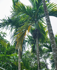 Areca catechu