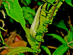 Dryopteris pseudolunanensis, photograph (c) Jacy Chen, some rights reserved (CC BY)