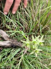 Asclepias