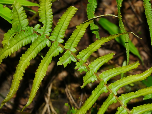 Dryopteris pseudolunanensis, photograph 5