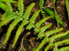 Dryopteris pseudolunanensis, photograph (c) Jacy Chen, some rights reserved (CC BY)