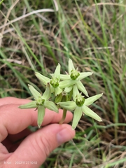 Asclepias
