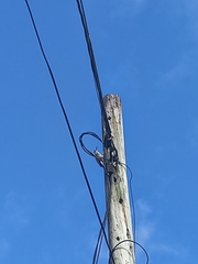 Melanerpes