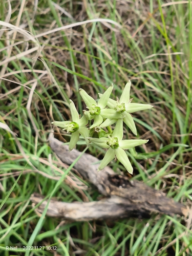 Image of Asclepias eminens by (c) Ricus Nel, some rights reserved (CC BY)