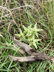 Asclepias
