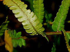 Dryopteris pseudolunanensis, photograph (c) Jacy Chen, some rights reserved (CC BY)
