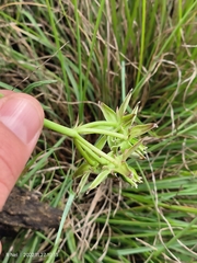 Asclepias