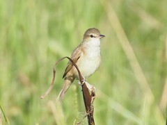 Acrocephalus orientalis