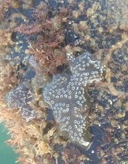 Distaplia bermudensis