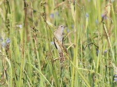 Cacomantis merulinus