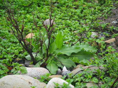 Rumex japonicus