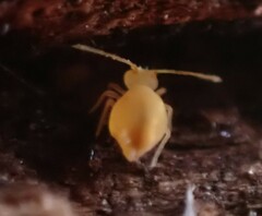 Deuterosminthurus pallipes