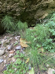 Equisetum telmateia telmateia
