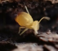 Deuterosminthurus pallipes