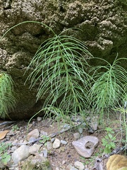 Equisetum telmateia telmateia