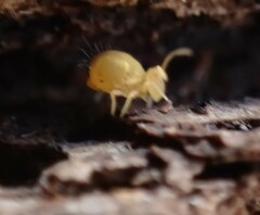 Deuterosminthurus pallipes