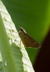 Hesperiidae