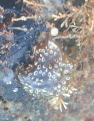 Distaplia bermudensis