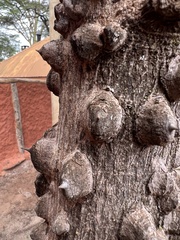 Zanthoxylum chalybeum